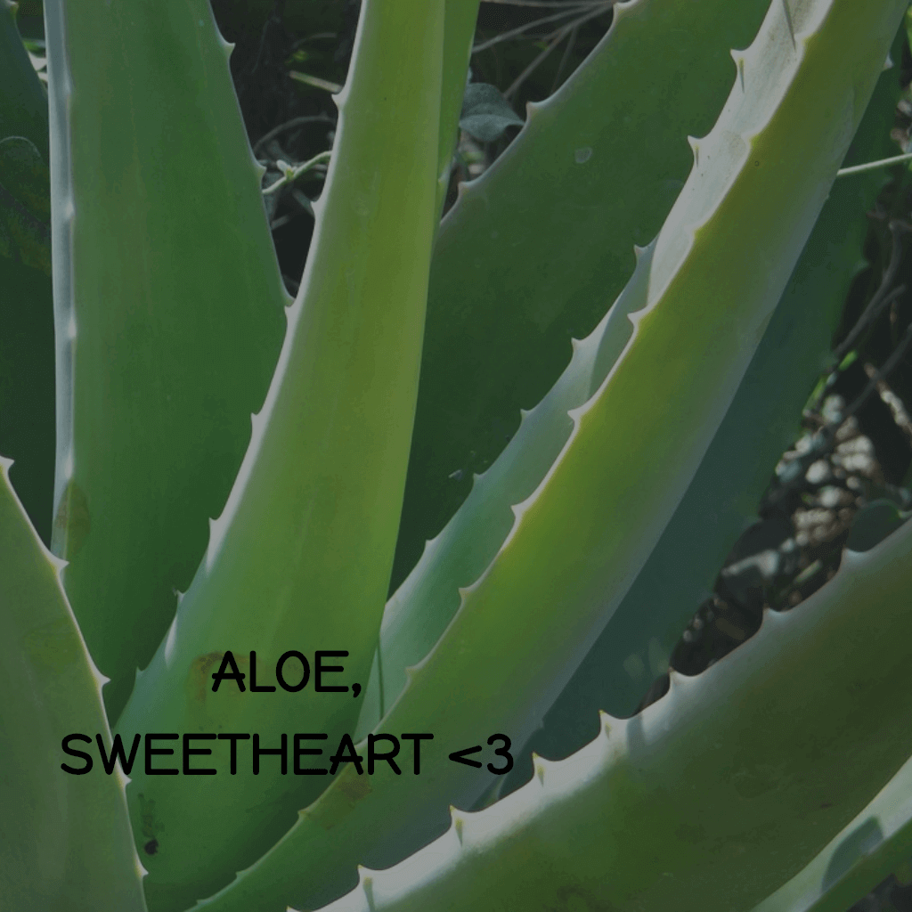 ALOE, SWEETHEART!!